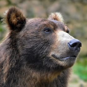 Grizzly Sponsor item