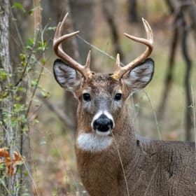 Deer Sponsor item