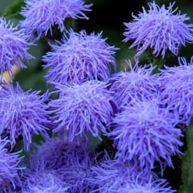 Blue Ageratum item