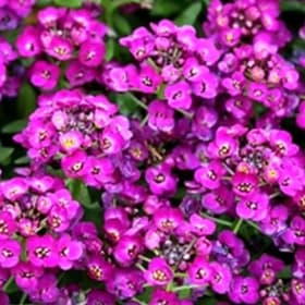Alyssum Purple item
