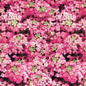 Alyssum Pink item