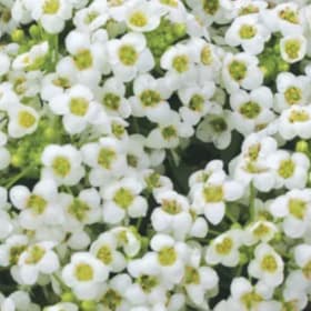 Alyssum White item
