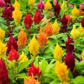 Celosia Dwarf Mix item