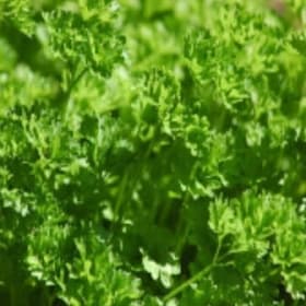 Curly Parsley item