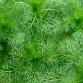 Dill item