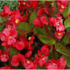 Begonias (Green) Red item
