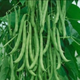 Beans-Bush item