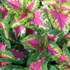 Coleus Rose item