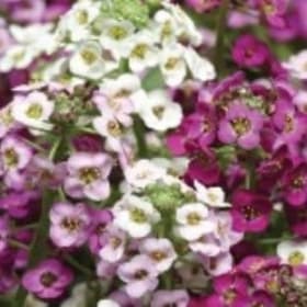 Alyssum Mix item