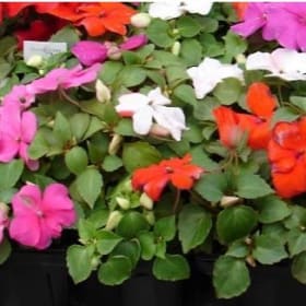4 plant market packs item