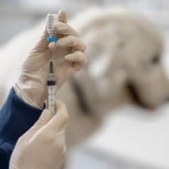 Vaccines Only item