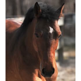 Sponsor Fiona item