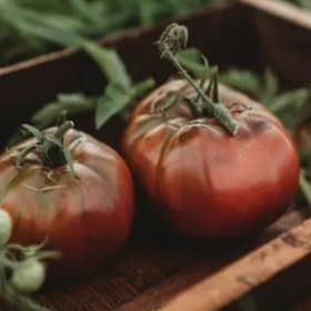 Tomato, Cherokee Purple - 4" pot item