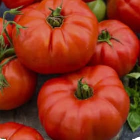Tomato, Beefsteak - 4" pot item