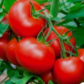 Tomato, Celebrity - 4" pot item