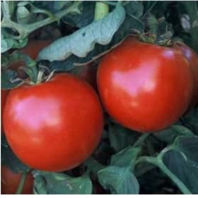 Tomato, Abe Lincoln - 4" pot item