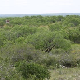 South Texas Exotic Hunting Trip item