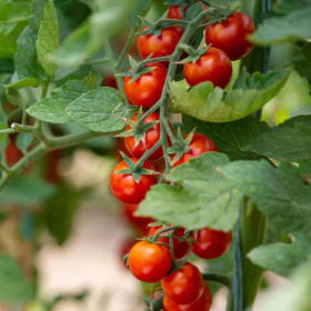 Tomato, Red Cherry, small  - 4" pot item