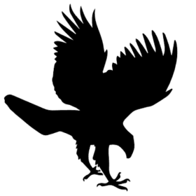 Red-tailed Hawk Sponsor item