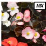 Bronze Leaf Begonia - mixed colors item