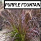 Purple Fountain Grass item