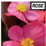 Bronze Leaf Begonia - rose item