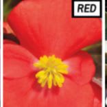 Bronze Leaf Begonia - red item