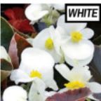 Bronze Leaf Begonia - white item