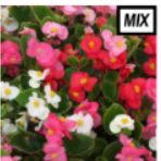 Green leaf Begonia - mix item