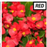 Green leaf Begonia - red item