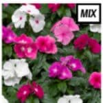 Vinca - mix item