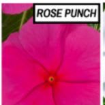 Vinca - rose punch item