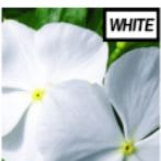 Vinca - white item