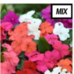 Impatiens - mix item