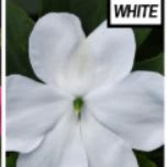 Impatiens - white item
