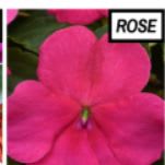 Impatiens - rose item