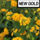New Gold Lantana item