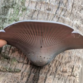 8" Shelf Fungus item