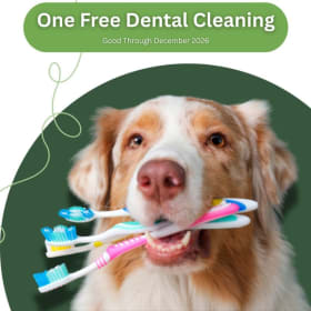 Pinnacle Vet Clinic - Dental Cleaning item