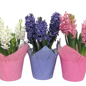 4" Hyacinths item