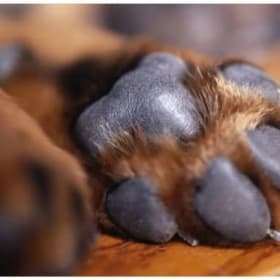 Paw Print Partner item