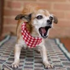 Boisterous Barker item