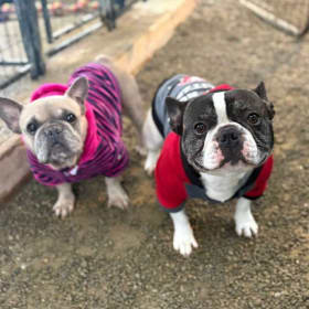 Choose your dog or cat item