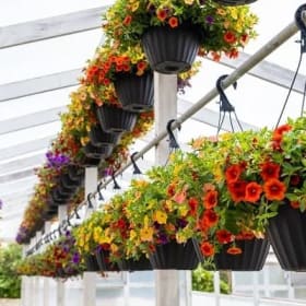 12" Sunny Annual Hanging Basket item