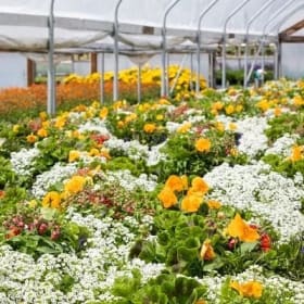 10" Petite Sun Planter item