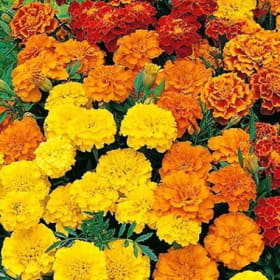 Marigold Dwarf Annual Flower FULL Flat item