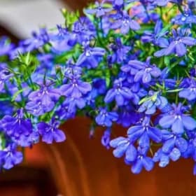 Lobelia Trailing Annual Flower HALF Flat item
