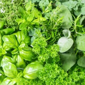 Herb Sampler HALF Flat item