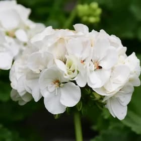 Americana WHITE Geraniums item