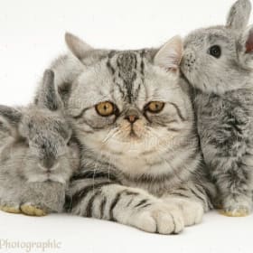 Rabbits and tabby item